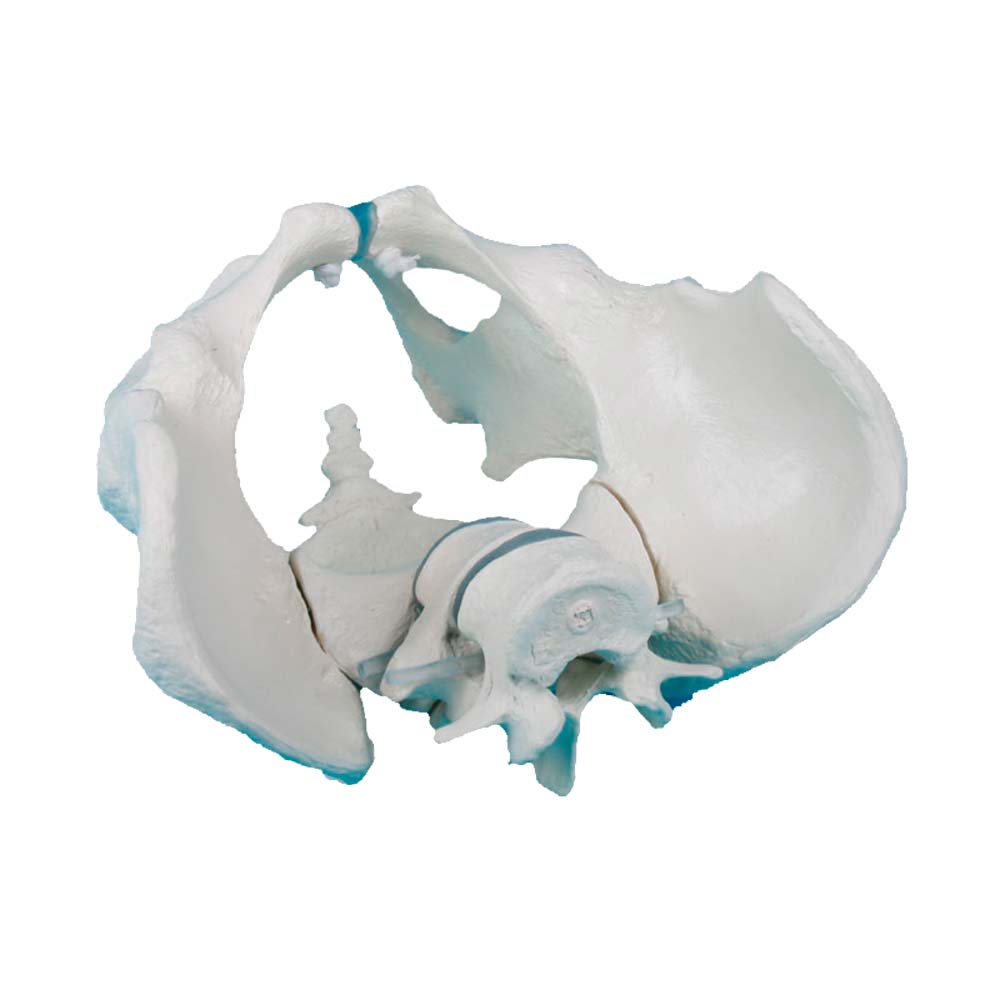 Männliches Erwachsenenbecken-Modell mit Kreuzbein, farbiges Anatomieteil
