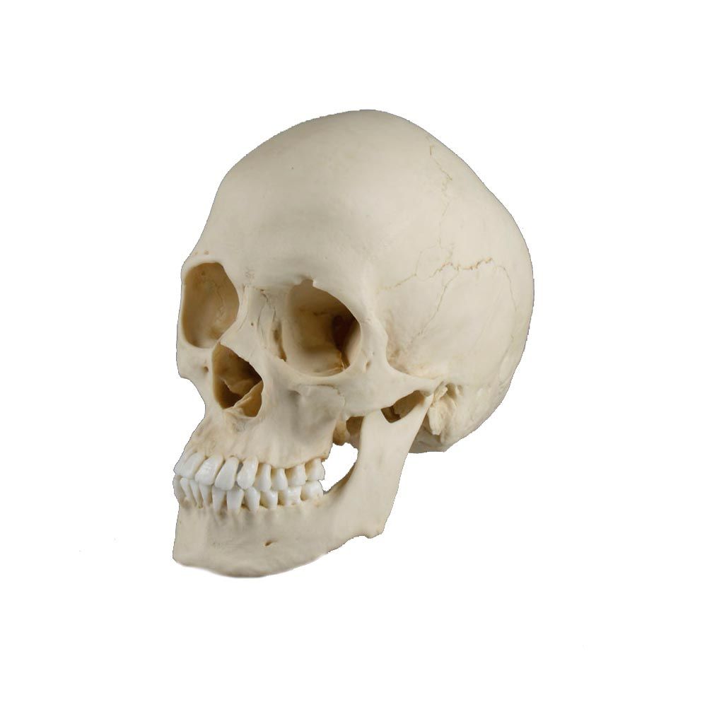 Erler Zimmer Schädelmodell in Naturfarbener Knochenoptik, Seitenansicht des Schädels