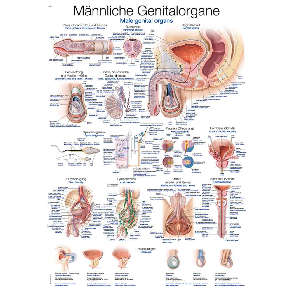 Anatomische Lehrtafel männliche Genitalorgane, beschriftet und mit Detailabbildungen