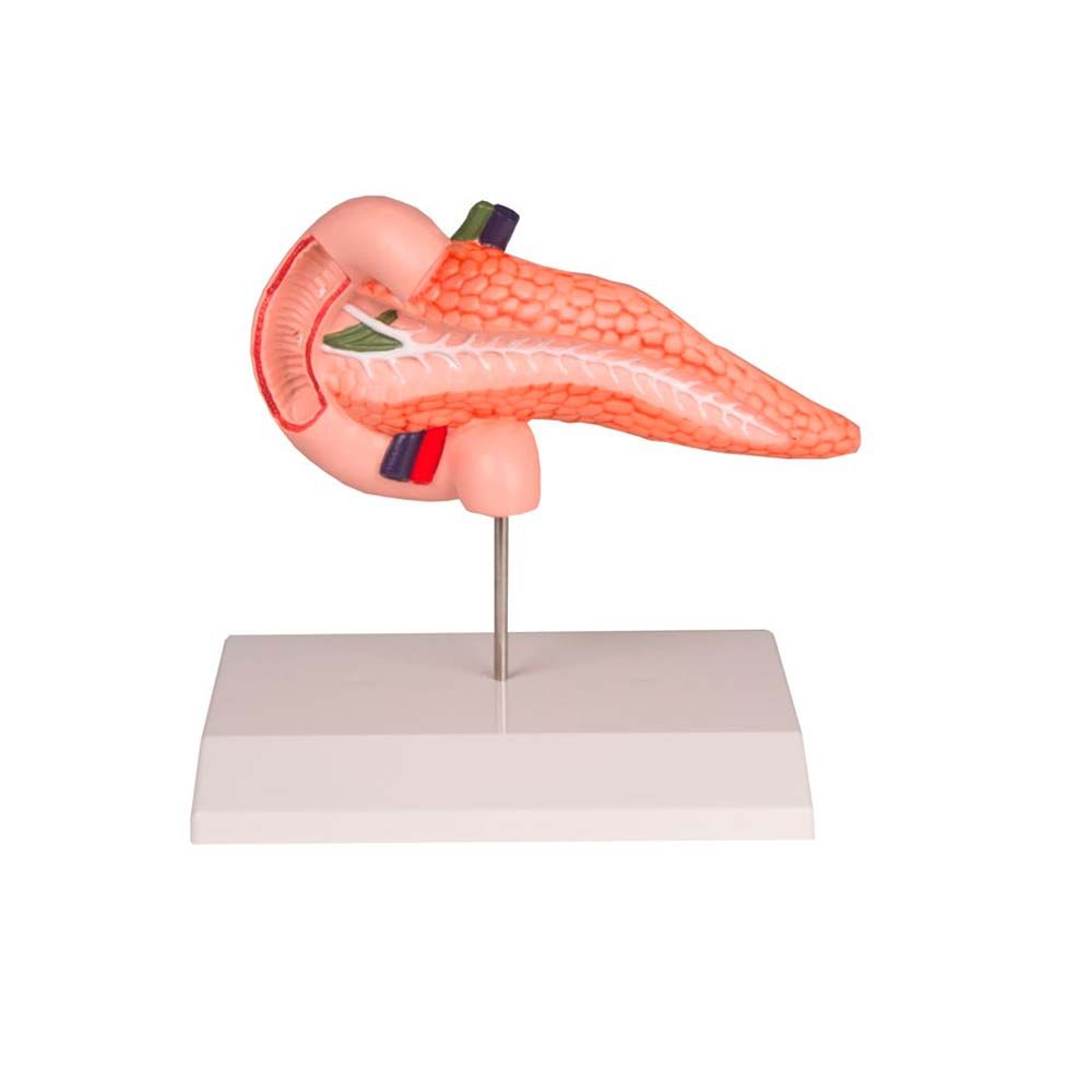 Anatomiemodell von Pankreas und Duodenum, rotes Organ auf Sockel