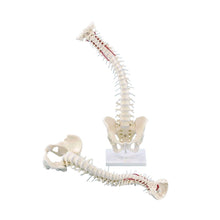 Erler Zimmer Wirbelsäule-Modell mit Becken, anatomisches Lehrmodell auf Stützbasis