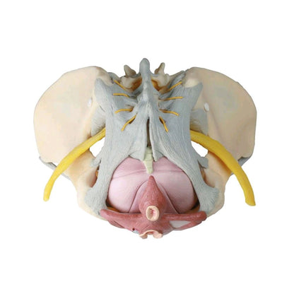 Anatomisches Beckenmodell (weiblich) mit Nervensträngen, zentraler Wirbelsäulenstruktur, gelbe Leitungen