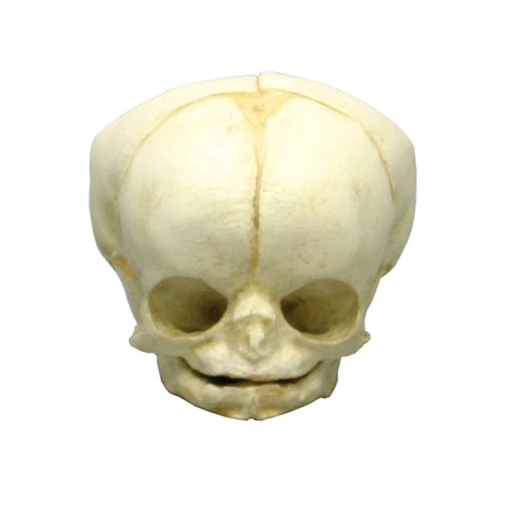 Erler Zimmer Fetusschädel Anatomie-Modell, leicht schräg von vorn, helles Knochenmodell
