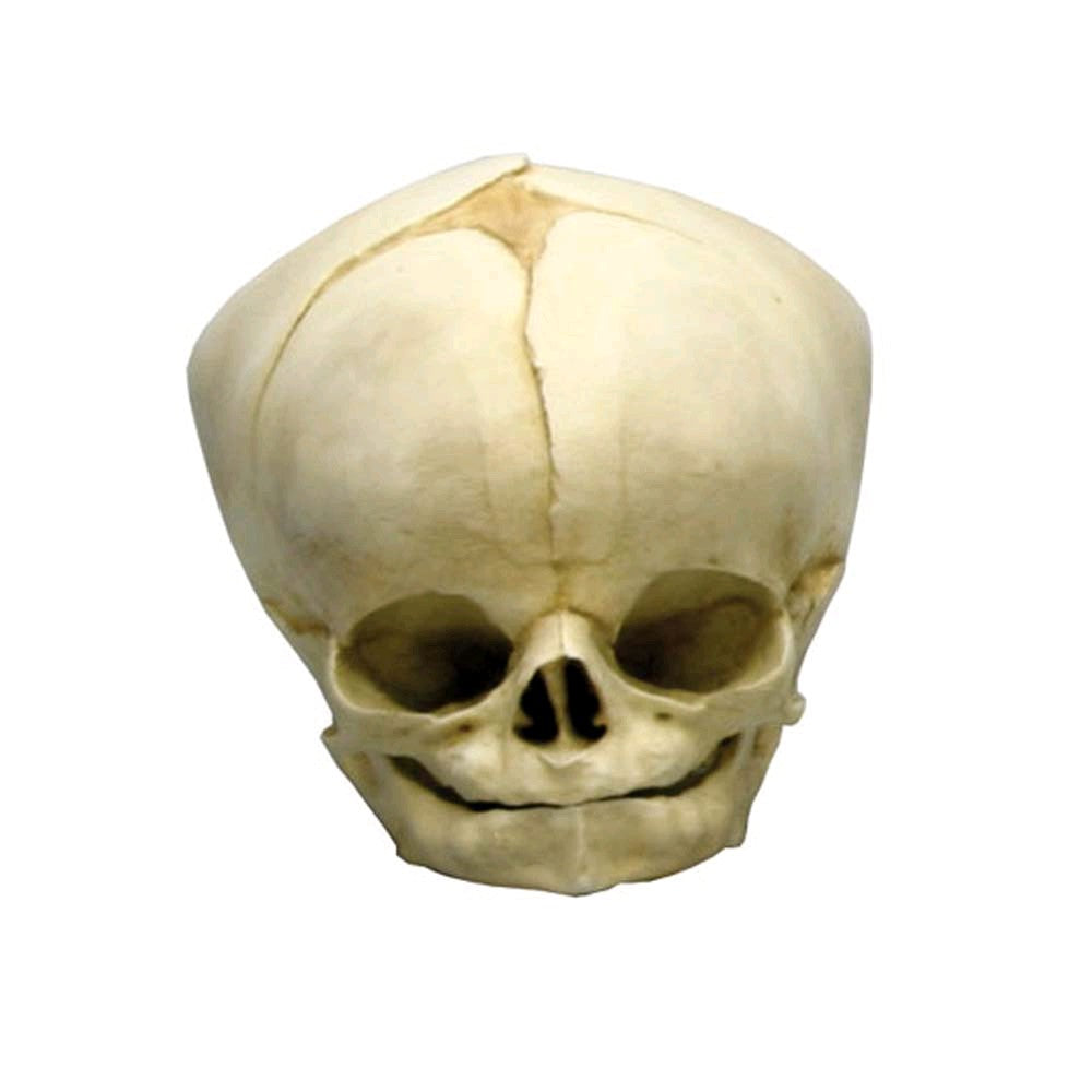 Erler Zimmer Fetusschädel Anatomie-Modell, leicht schräg von vorn, helles Knochenmodell