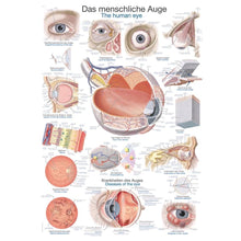 Erler Zimmer anatomische Lehrtafel mit Augenschema und Schnittdarstellungen