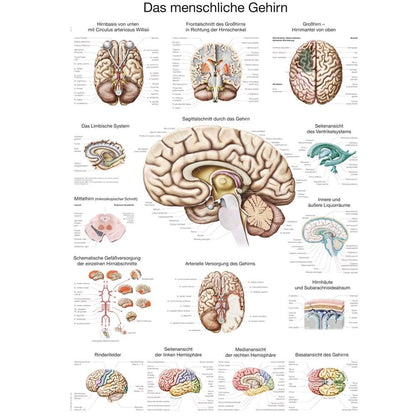 Wandposter des menschlichen Gehirns mit Übersicht von Hirnregionen und Querschnitten.