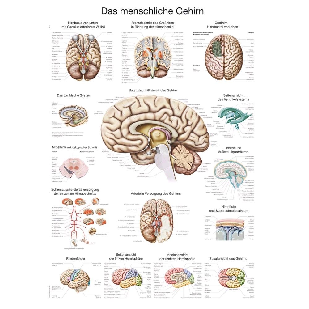 Anatomisches Poster vom menschlichen Gehirn mit Beschriftungen und mehreren Detailansichten.
