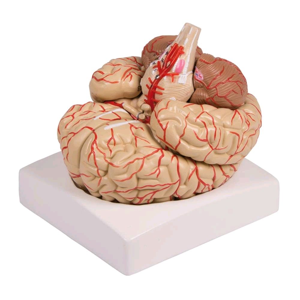 Gehirn-Modell mit Arterien von Erler Zimmer, lebensgroß, auf Sockel