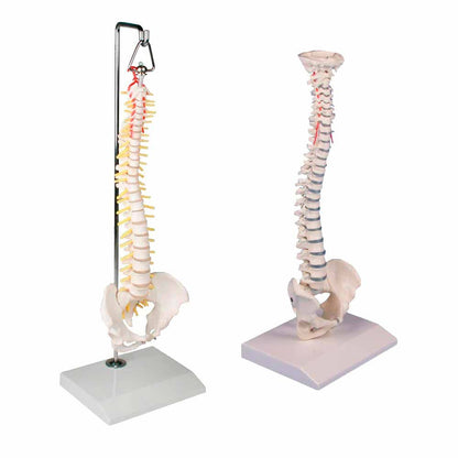 Miniatur-Wirbelsäulenmodell auf Standstativ, farbige Wirbel, mit Becken-Detail