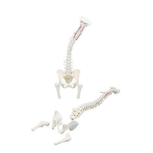Anatomisches Wirbelsäulenmodell mit Becken und Oberschenkeln, 3D-Kunststoff