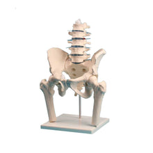 Anatomisches Wirbelsäulenmodell mit Becken und Oberschenkelstumpf auf Stativsockel