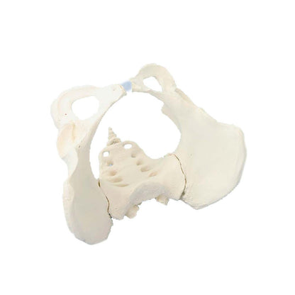 Beckenmodell mit Kreuzbein, weißes anatomisches Modell in schräger Ansicht