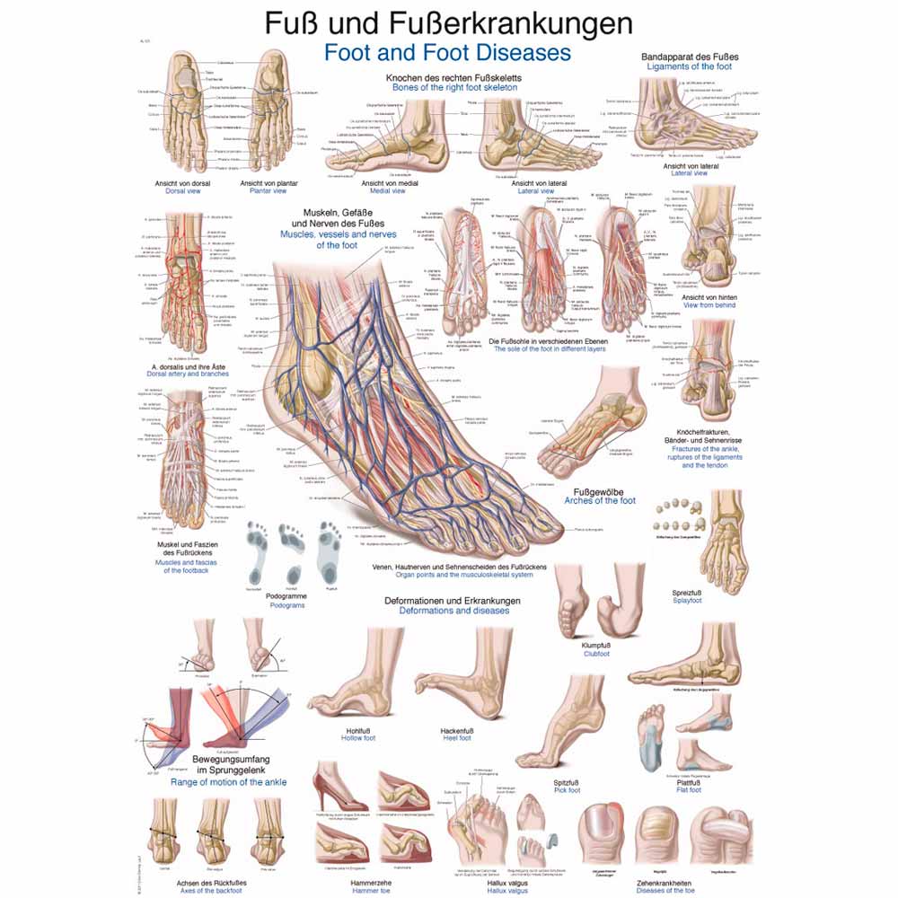Anatomische Poster-Lehrtafel zu Fuß und Fußerkrankungen mit Detailansichten