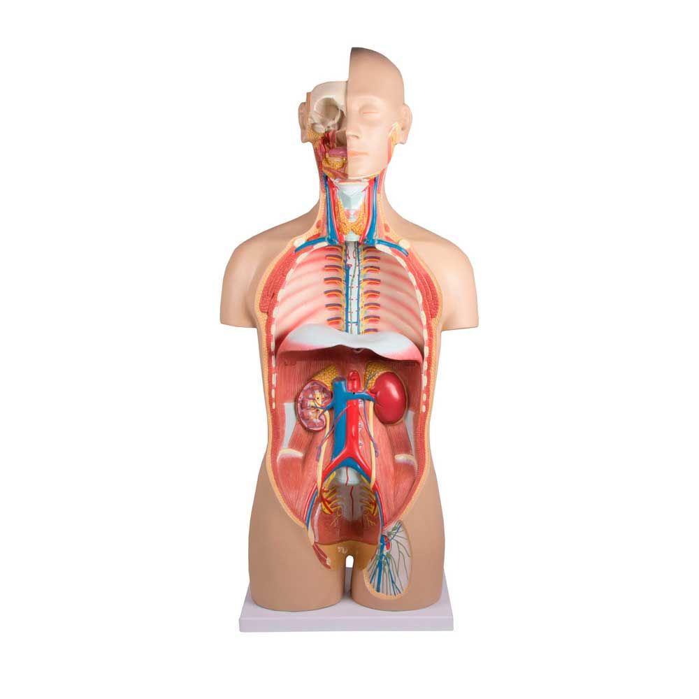 Zweigeschlechtlicher Torso-Anatomiemodell mit Rippen, Wirbelsäule und freigelegten Organen vorne