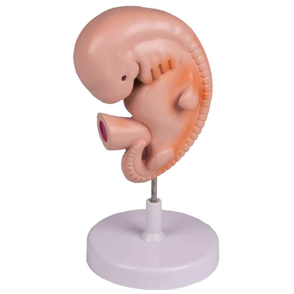 Erler Zimmer Modell: menschlicher Embryo (4 Wochen) auf Ständer