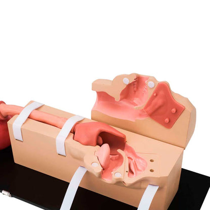 OGD-Simulator mit anatomischem Moulage-Modul und Befestigungsgurten