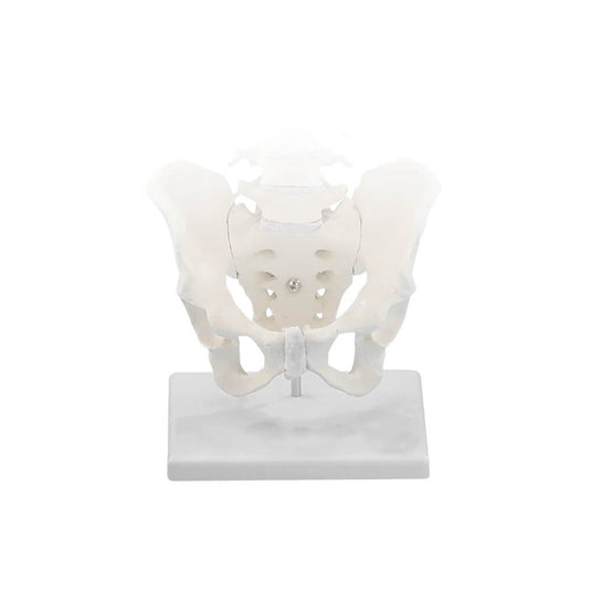 Anatomische modellen & leermiddelen