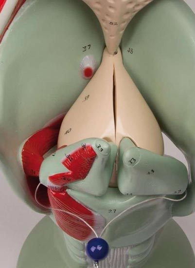 Detail van het strottenhoofd
