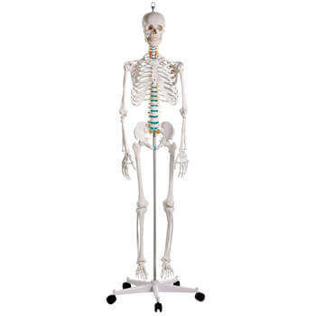 Erler Zimmer anatomisch skelet met afneembare ledematen