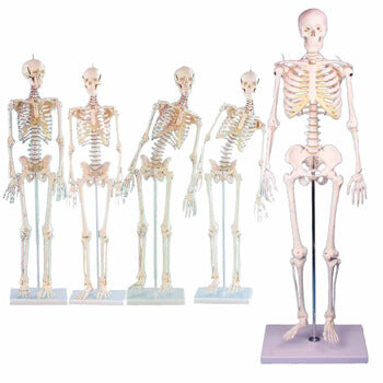 Erler Zimmer menselijk minis skelet